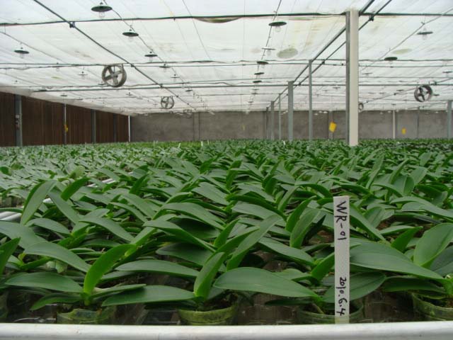 連棟大棚蔬菜